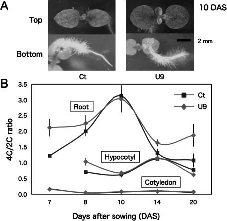 Figure 6. Comparison of phenotype and relative DNA content per nuclei of somatic cells between transgenic and control plants. (A) Photos of transgenic U9 and control Ct seedlings were taken from top and bottom view at 10 DAS, (B) relative DNA content per nuclei of somatic cells in detached cotyledons, hypocotyls, and roots of U9 and Ct seedlings were measured during 7–20 DAS. The 4C (G2, M phase)/2C (G1 phase) ratio probably corresponded to the activity of cell division.