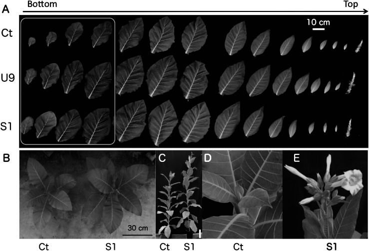 Figure 3. Comparison of growth between transgenic and control plants. (A) Leaves of transgenic (S1, U9) and control Ct plants were aligned from the bottom to the top. The first four leaves of transgenic plants were clearly bigger than those of the control plant (box). (B) Photograph of transgenic S1 and control Ct plants at 75 DAS. (C) Photograph of transgenic S1 and control Ct whole plants at 107 DAS, bar=20 cm. At that time, Ct plant did not have any flower bud (D) while S1 plant started flowering (E).