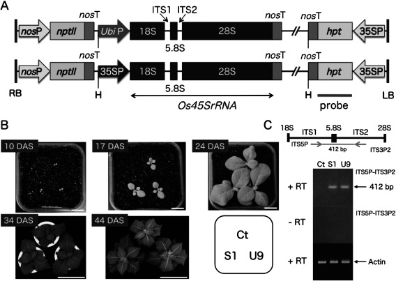 Figure 1. Production of transgenic tobacco plants with the forced expression of the rice 45S rRNA gene using the maize ubiquitin or CaMV 35S promoter. (A) Schematic representation of transgenes; Full-length 45S rRNA gene (Os45SrRNA, 5.8 kb) of Oryza sativa ecotype Indica cultivar N16 line was linked to the maize ubiquitin promoter (UbiP) or the CaMV 35S promoter (35SP). The chimeric gene was inserted into HindIII (H) site between kanamycin (nosP-nptII-nosT) and hygromycin (35SP-hpt-nosT) resistance cassettes of binary vector pEKH to construct pEKH UbiP::Os45SrRNA or 35SP::Os45SrRNA (Makabe et al. 2016). PCR product of hpt gene was used as probe for Southern blot analysis. (B) Comparison of growth between transgenic (S1, U9) and control (Ct) plants in a growth chamber. Transgenic S1 and U9 plants having a single-copy of transgene were selected by Southern blot analysis for hygromycin resistance gene and segregation analysis for kanamycin resistance gene (Supplementary Figure S1). Photographs were taken at 10, 17, 24, 34, and 44 DAS. 10, 17 and 24 DAS (bar=2 cm), 34 DAS (bar=20 cm), 44 DAS (bar=40 cm). (C) Semi-quantitative RT-PCR was performed to detect the expression of ITS regions within rice 45S rRNA transcripts in transgenic S1 and U9 plants. A pair of primers, ITS5P and ITS3P2, was designed based on the rice ITS sequences. S1 and U9 plants showed similar amount of PCR product, which was absent in Ct plant and without adding reverse transcriptase (−RT). Actin mRNA was also amplified as an internal standard.