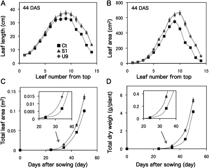 Figure 2. Comparison of aboveground growth between transgenic and control plants. Transgenic (S1, U9) and control (Ct) plants were grown in small pots within a growth chamber and the leaf characters were measured at 44 DAS. (A) Length (cm) of each leaf. (B) Area (cm2) of each leaf. (C) Time-course of total leaf area (cm2). (D) Time-course of total dry weight (g/plant). Transgenic S1 and U9 plants showed similar growth patterns in this condition.