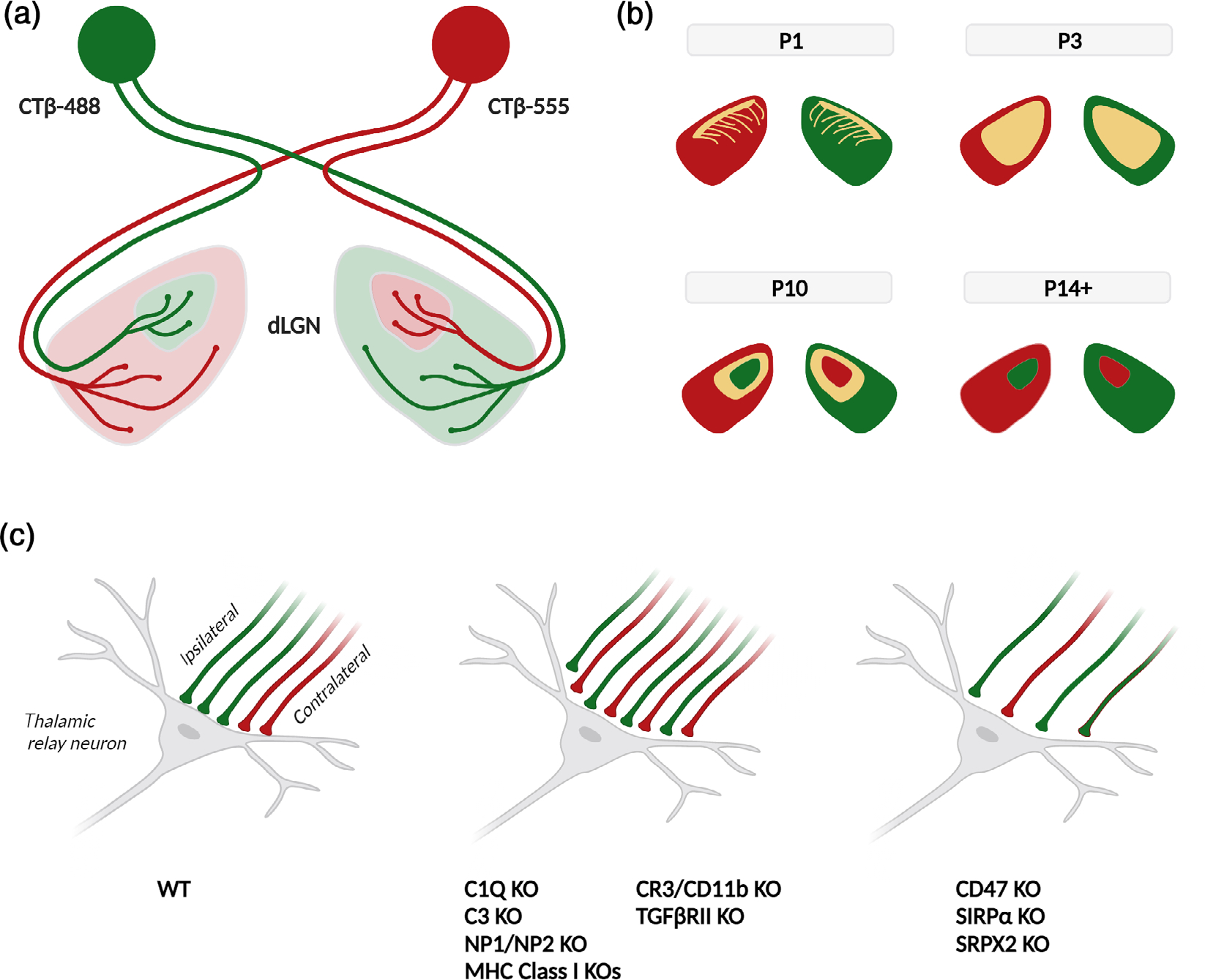 FIGURE 3