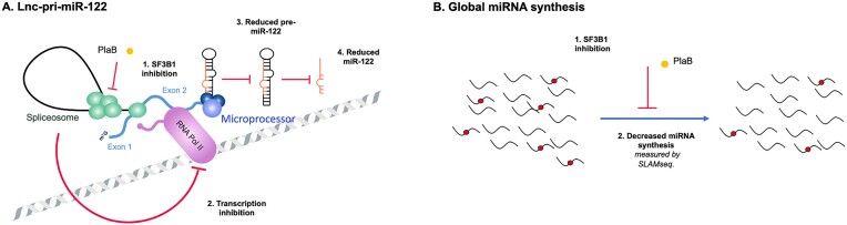 Graphical Abstract