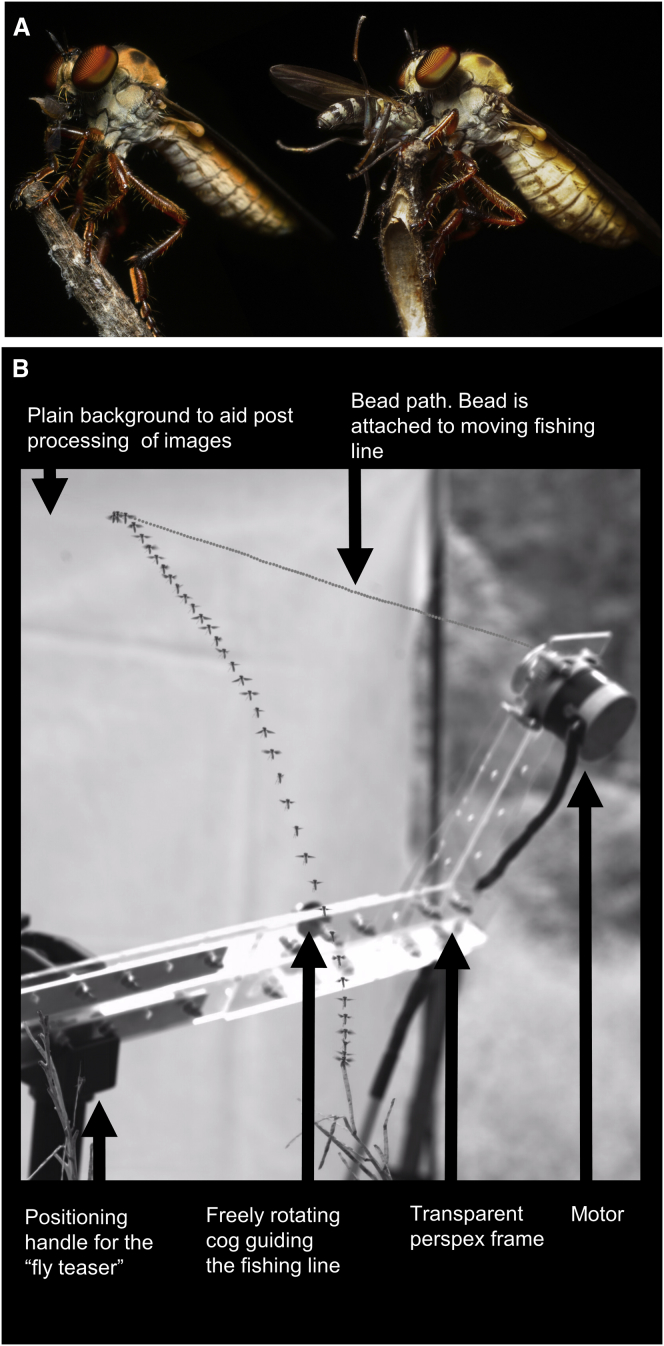 Figure 1