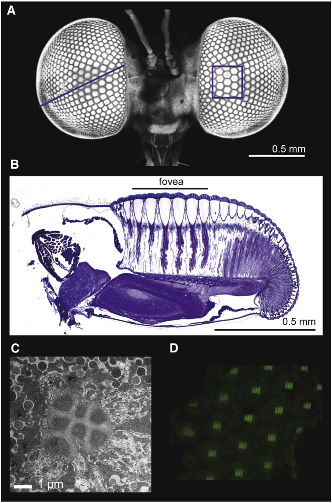 Figure 3