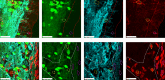 Figure 2—figure supplement 3.