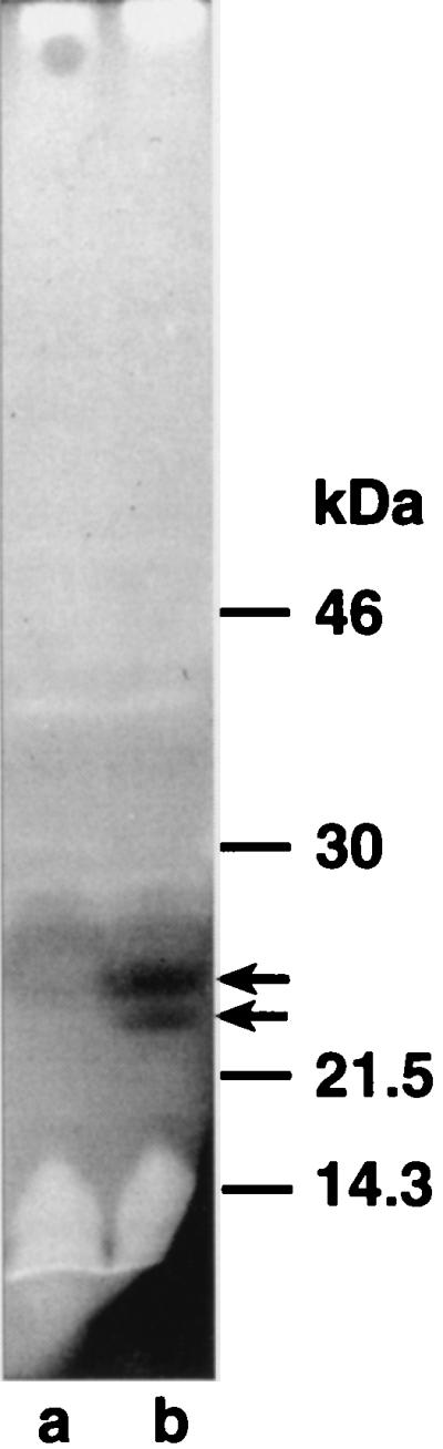 FIG. 6