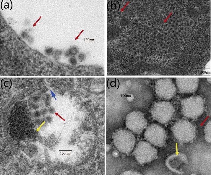 Fig. 3