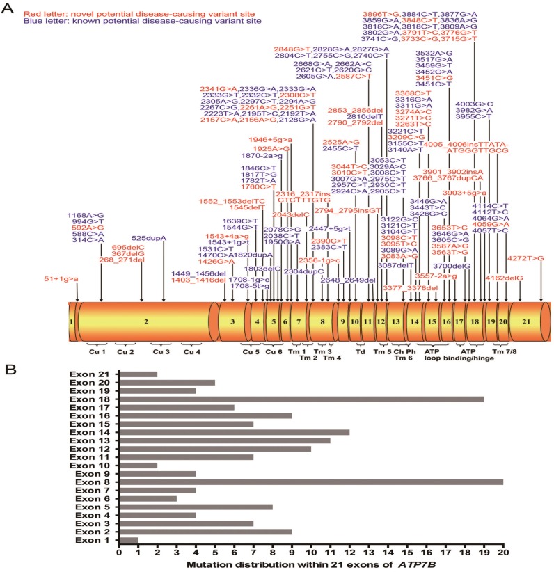 Spectrum and Classification of ATP7B Variants in a Large Cohort of ...