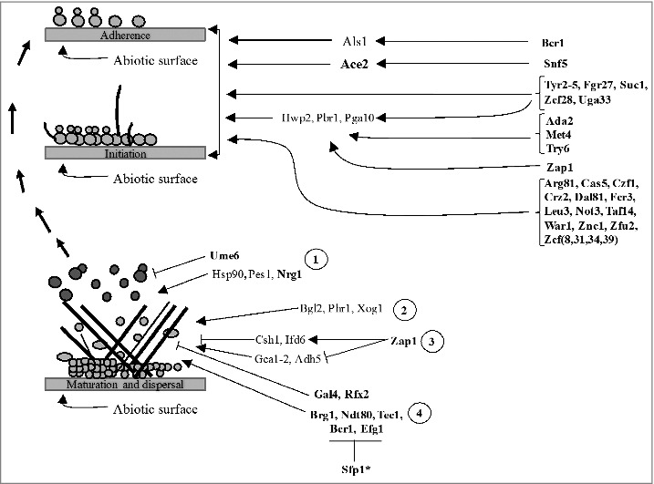 Figure 3.