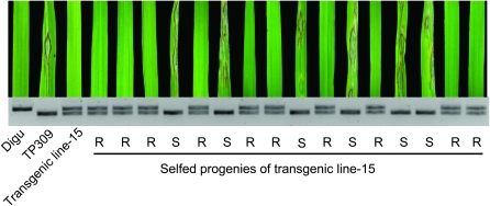 Figure 3.—