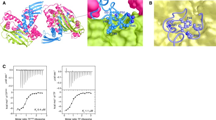 Figure 3—figure supplement 1.