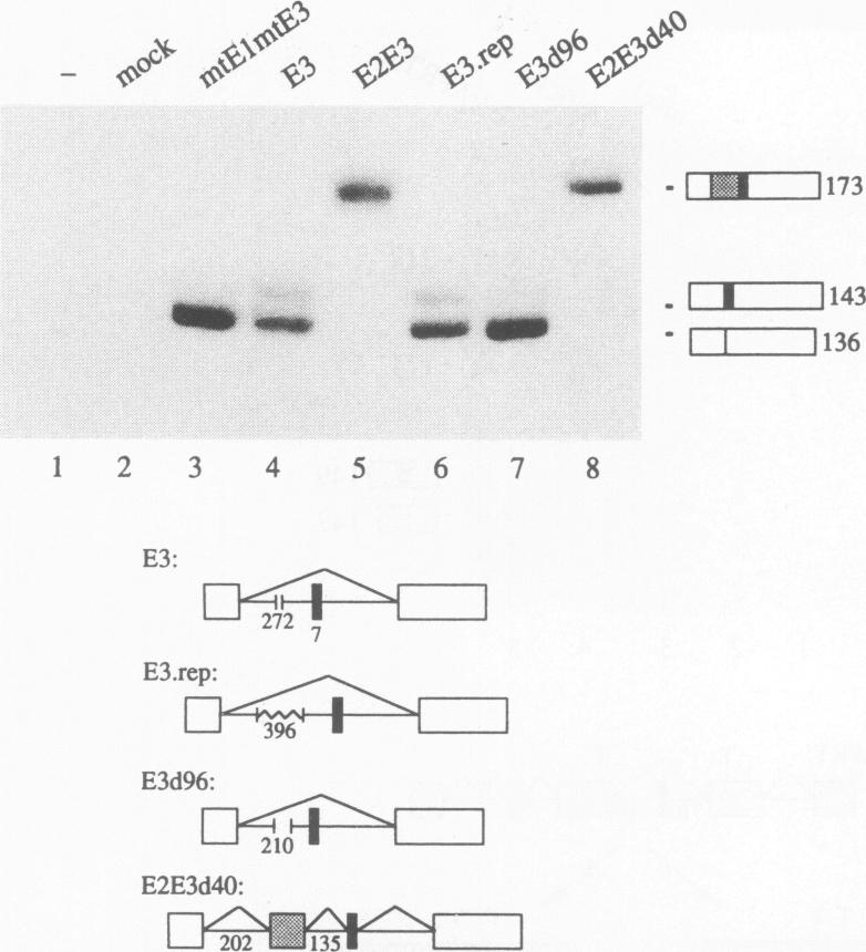 graphic file with name molcellb00017-0058-a.jpg