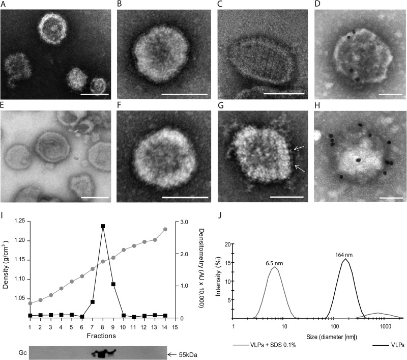 FIG 2