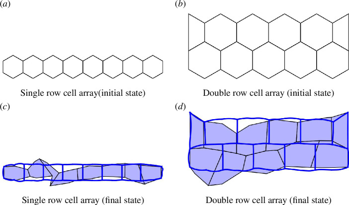 Subcellular buckling simulation of single and double array cells for a fixed boundary.