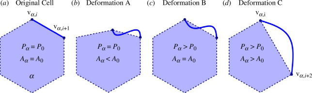 Potential types of deformations in the CE model.