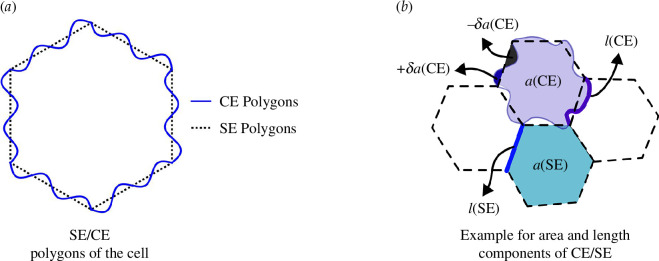 Representation of SE/CE polygons.