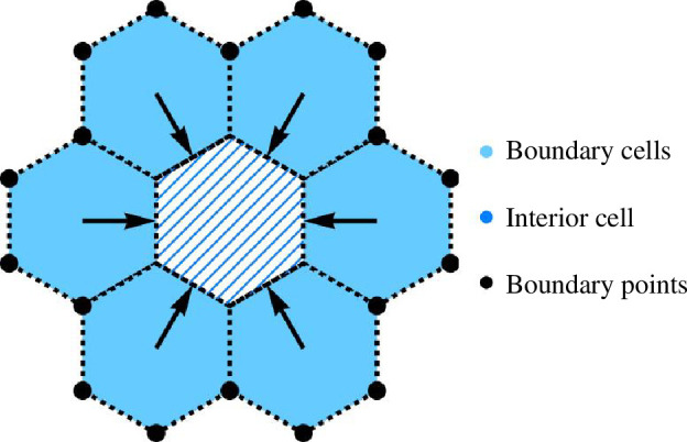 A model for swelling of the boundary cells. Fixed boundary points are symbolized as black points.