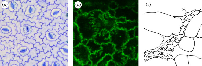 Curvy cell–cell interfaces in plant and animal cells.