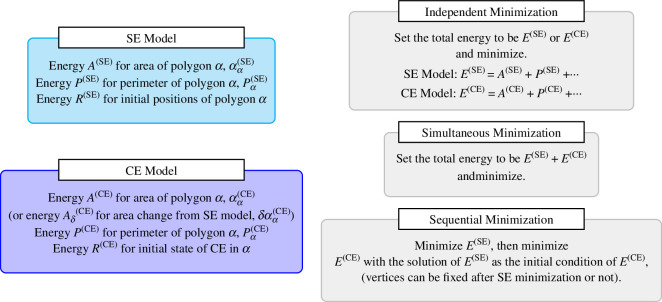 Computational methods for evaluating cell shapes from given energies.