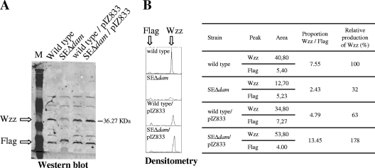 FIG. 2.