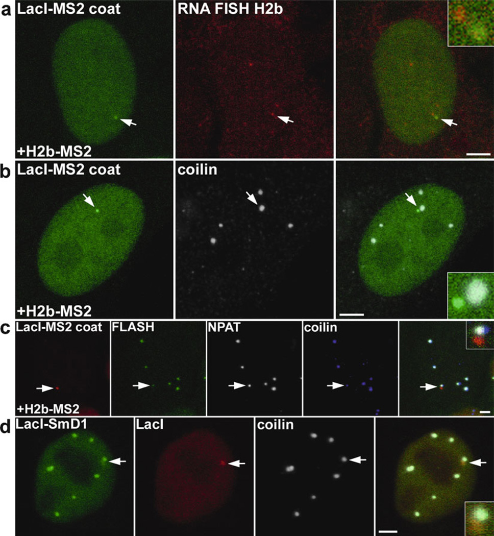 Fig. 2