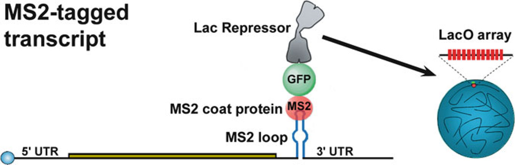 Fig. 1