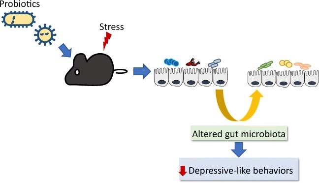 Graphical abstract