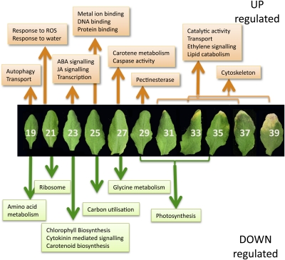 Figure 6.