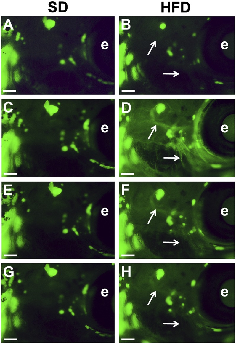 Fig.4.