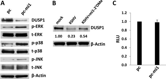 Fig 10