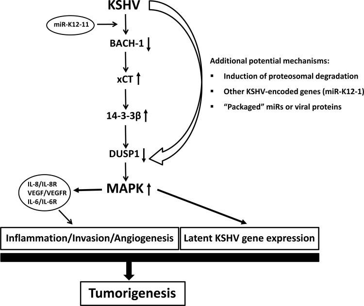 Fig 12