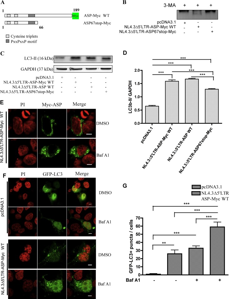 Fig 10