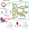 Graphical Abstract