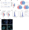 Figure 2. Insensitivity to ICB in vivo is independent of tumor cell–intrinsic factors. D2A1 and D2A1-m2 cell lines and BALB/c mouse germline DNA (as reference) were subjected to whole-exome sequencing. A, Copy-number variation plots (log2 ratio). B, Number of exonic nonsynonymous mutations per megabase (Mb) of exome. C, Venn diagrams illustrating the number of total mutations, nonsynonymous exonic mutations, and nonsynonymous exonic immune mutations in common between the D2A1 and D2A1-m2 cell lines. Immune mutations refer to mutations in the 750 genes represented in the NanoString mouse PanCancer IO 360 panel (see Supplementary Table S2). D, PD-L1 expression in CD45+ immune cells and CD45− tumor cells from dissociated tumors (MFI values). E and F, Cultured cells with or without IFNγ stimulation were (E) stained with APC-conjugated αPD-L1 or isotype control antibody and analyzed via flow cytometry or (F) stained in situ with αPD-L1 antibody followed by Alexa488-conjugated anti-rat Ig and visualized by confocal microscopy (scale bar, 50 μm).