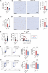 Figure 4. CAF-rich tumors exhibit an immunologically cold TME. Tumor cells were implanted orthotopically into BALB/c mice. Mice were culled on day 19 (D2A1/D2A1-m2; n = 7–8 per group for flow cytometry, n = 6 per group for IHC) or day 16 (4T07/4T1; n = 6–8 per group for flow cytometry, n = 5 per group for IHC; see Supplementary Fig. S3A for tumor weights at necropsy). Left, % CD8+ T cells assessed by flow cytometry (see Supplementary Fig. S3B for gating strategy). Right, IHC analysis. CD8+ T cells per mm2 tumor section. Representative images (scale bar, 100 μm). E, Quantification of αSMA staining and CD8+ T-cell number in matched 0.25 mm2 regions from serial sections of D2A1 and D2A1-m2 tumors (n = 3 tumors per group; n = 18–25 regions per section). Right, correlation of all regions sampled. F and G, Left, representative pseudocolor dot plots showing the proportion of granzyme B+ CD8+ cells and PD-1+ CD8+ cells. Right, granzyme B+ or PD-1+ cells as a proportion of CD8+ T cells.