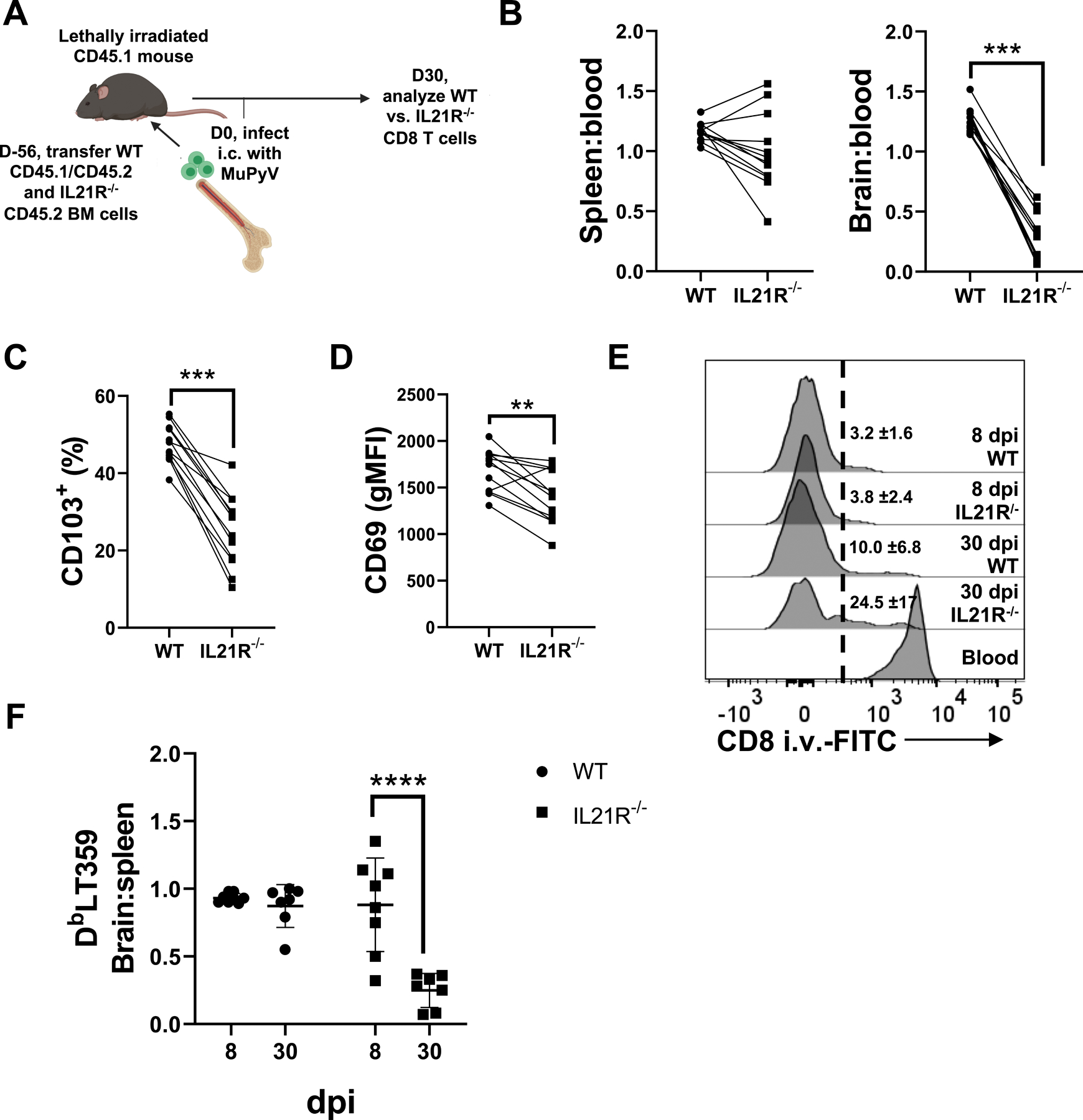 IL-21 from high-affinity CD4 T cells drives differentiation of brain ...