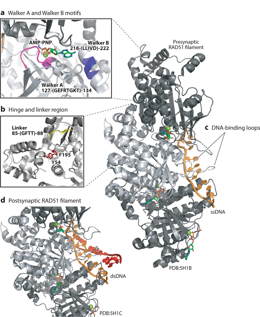 RAD51 Gene Family Structure and Function - PMC