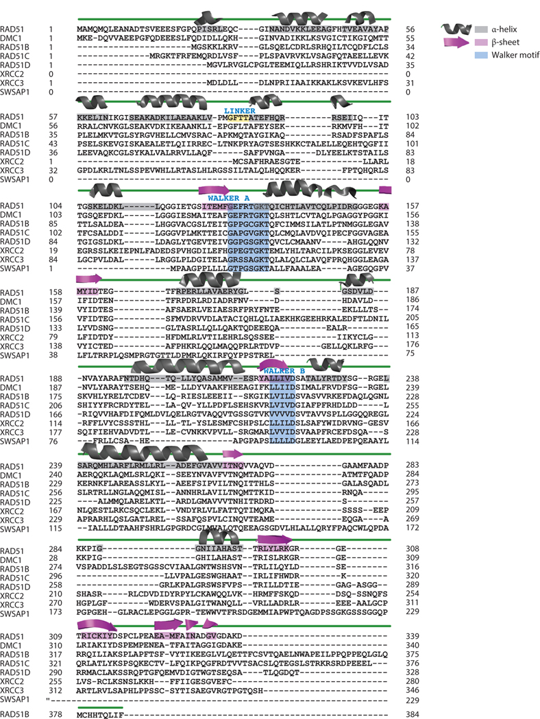 RAD51 Gene Family Structure and Function - PMC