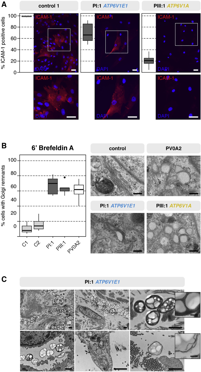 Figure 4