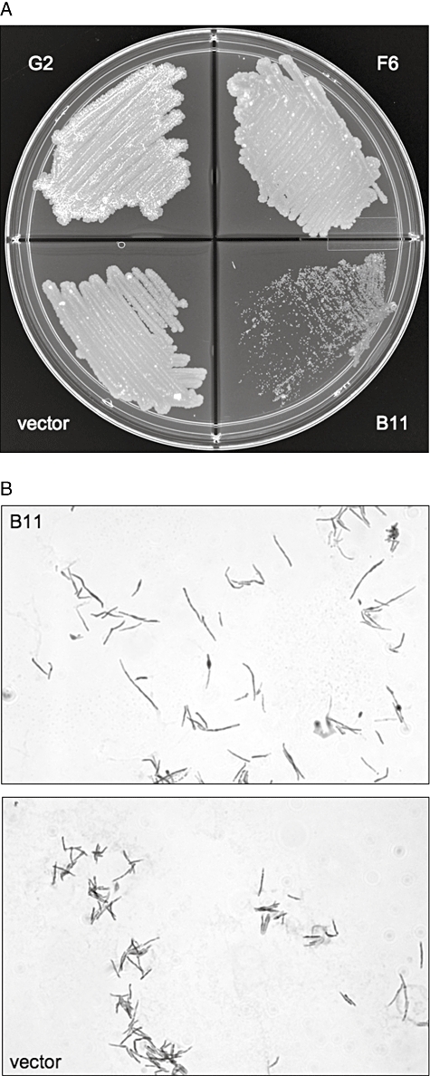 Fig. 6