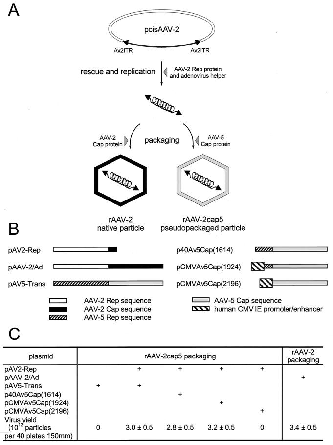 FIG. 1.