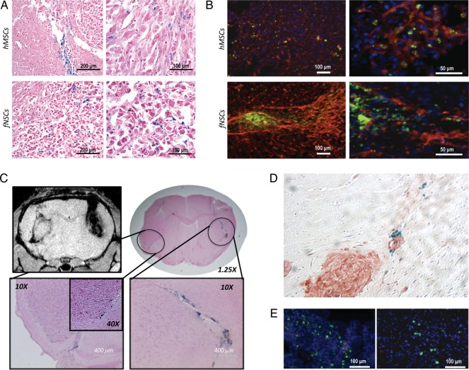 Fig. 7.