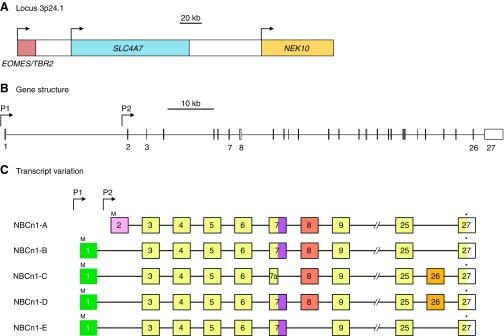 Figure 31.