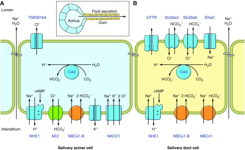 Figure 21.