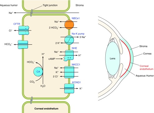 Figure 19.