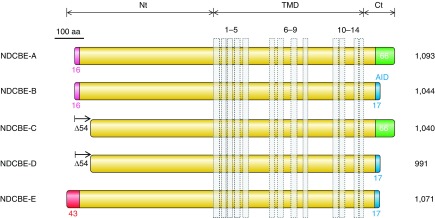 Figure 37.