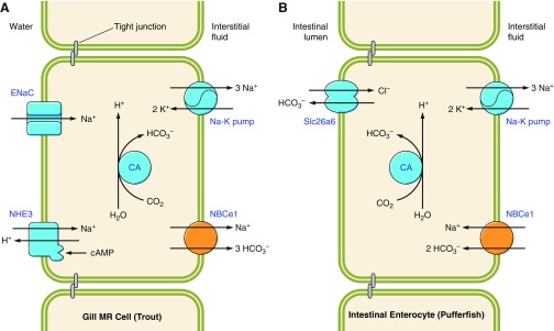 Figure 12.