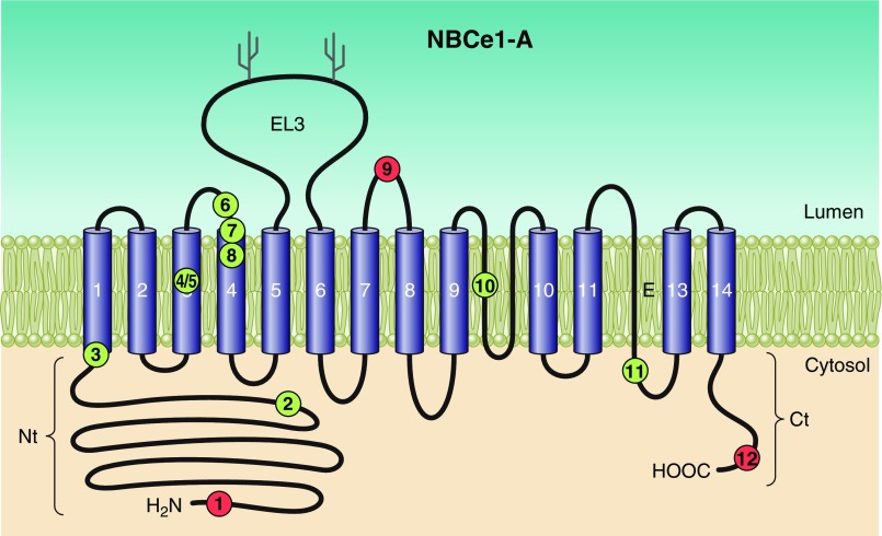 Figure 25.