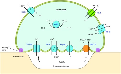 Figure 33.