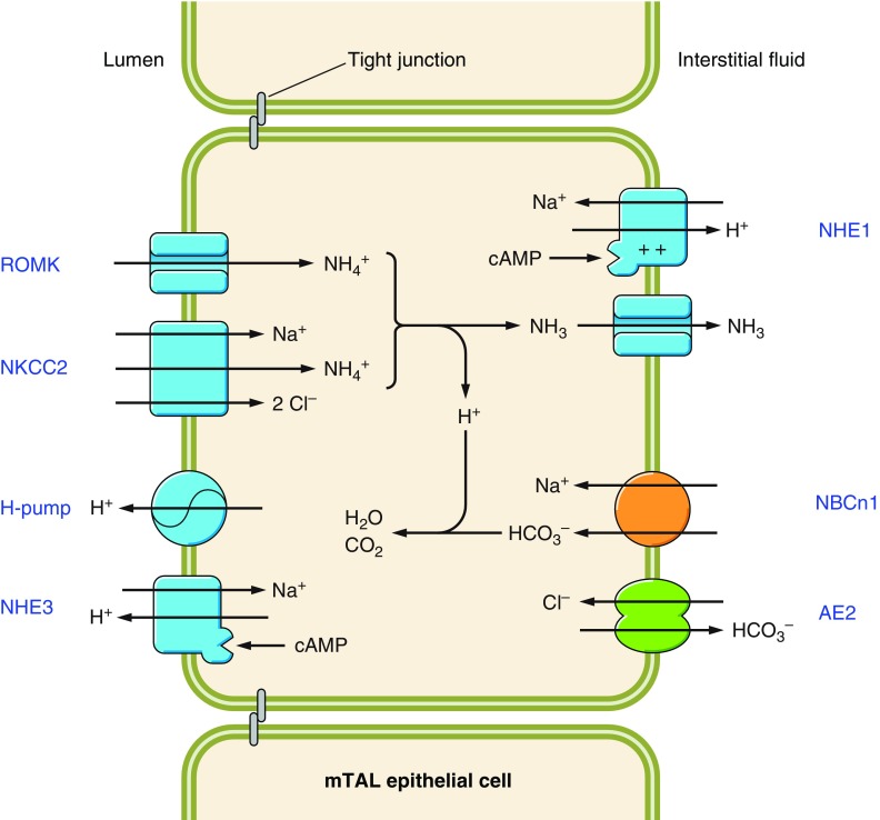 Figure 34.